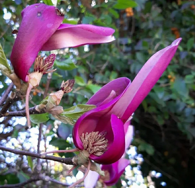 Magnolia Liliiflora (Lily Magnolia)