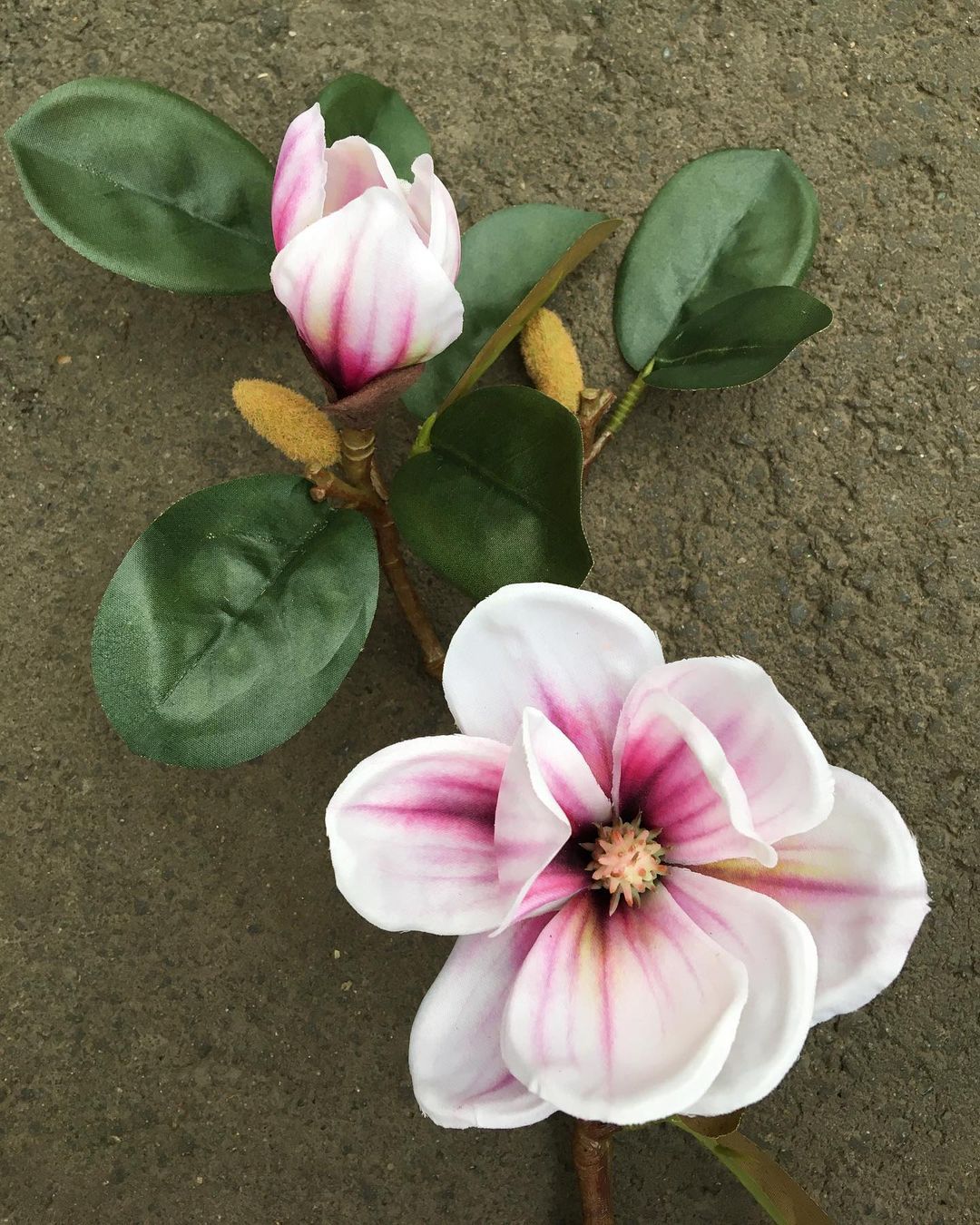 Magnolia Sericea (Silk Magnolia)