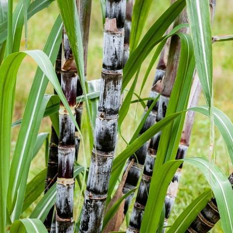 Saccharum Officinarum (Sugarcane)
