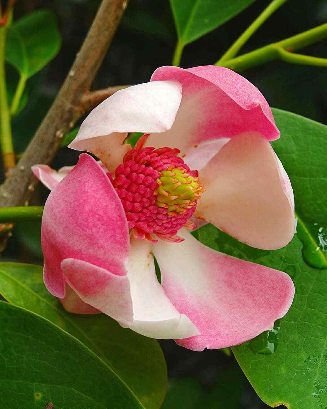 Magnolia Insignis (Insignis Magnolia)