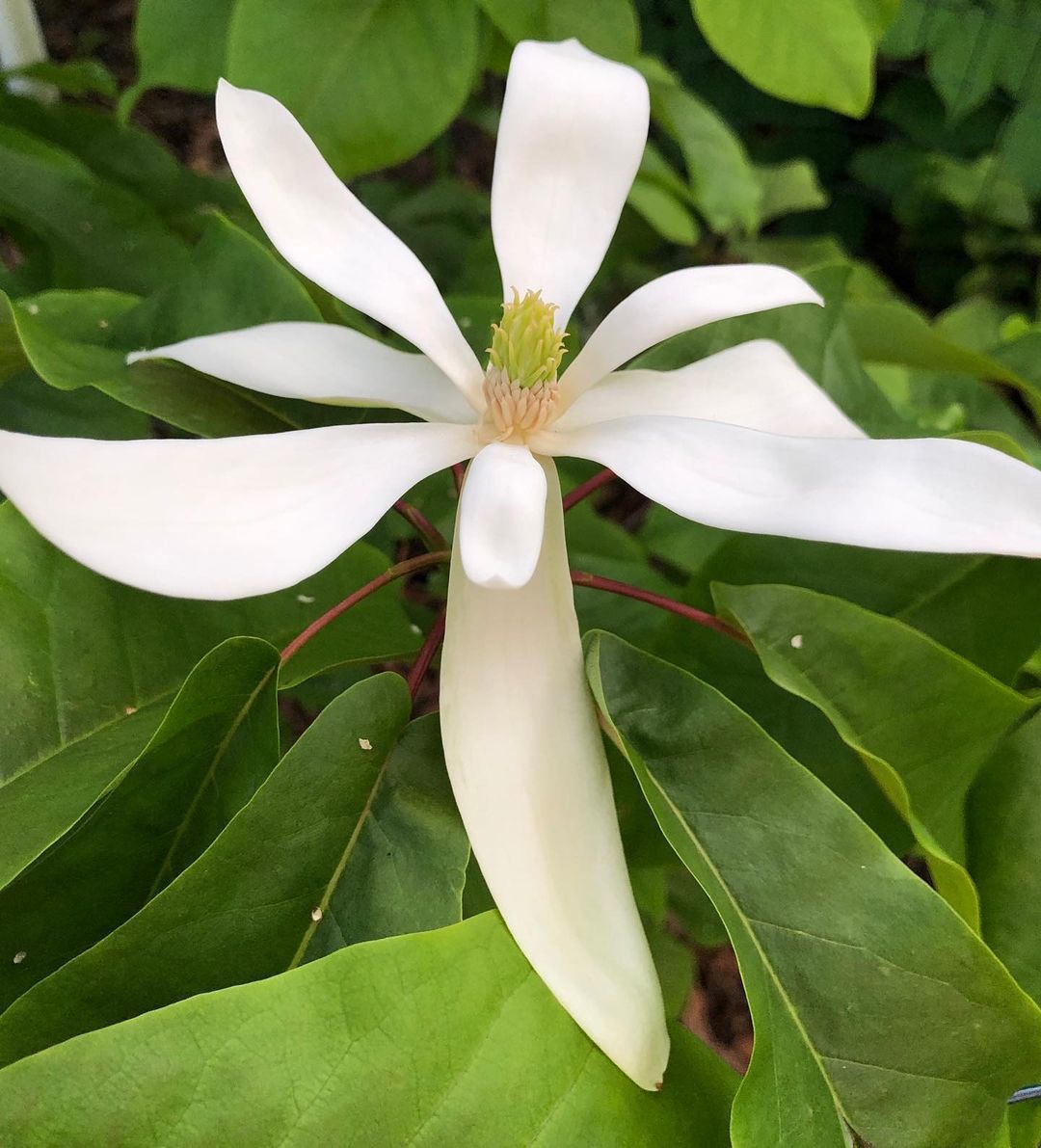 Magnolia Pyramidata (Pyramid Magnolia)