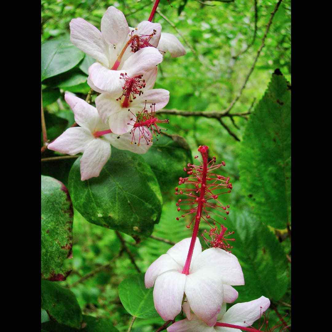 Hibiscus Waimeae subsp. Hannerae (Hannerae Hibiscus)