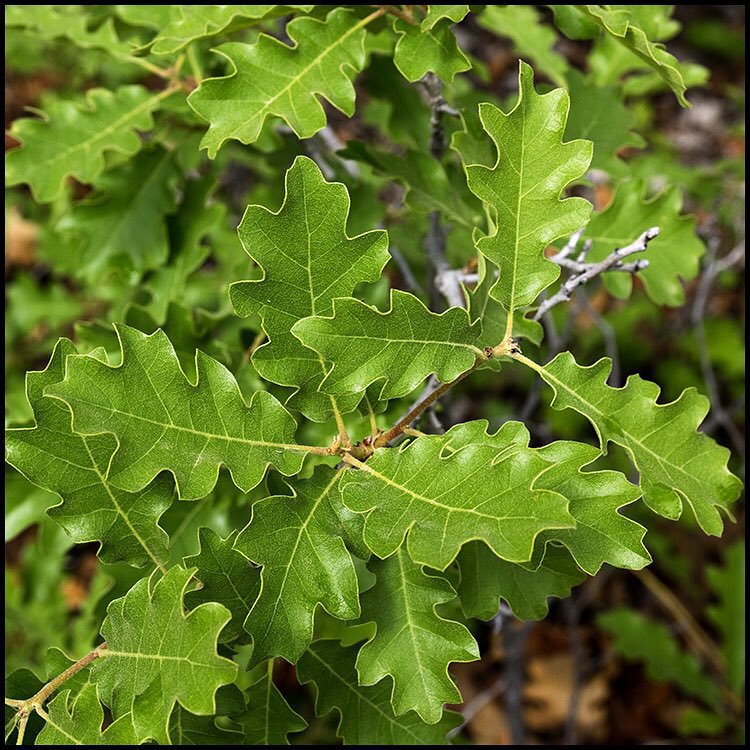Quercus Gambelii (Gambel Oak)