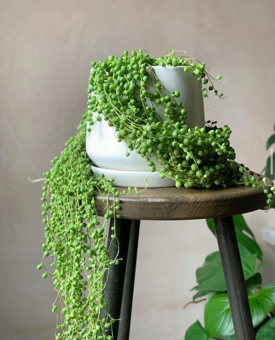 String of Pearls:
