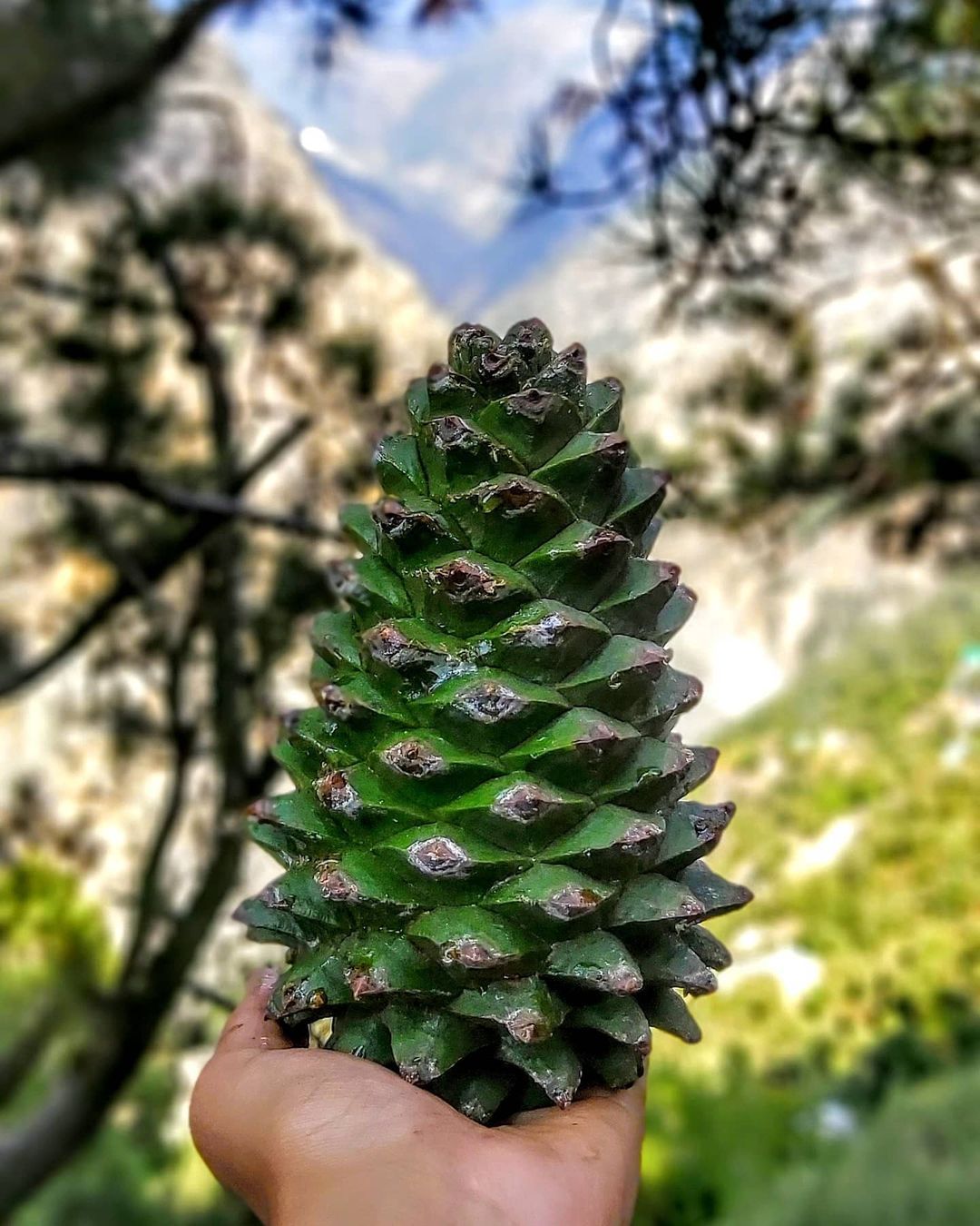 Pinus Gerardiana (Chilgoza Pine)