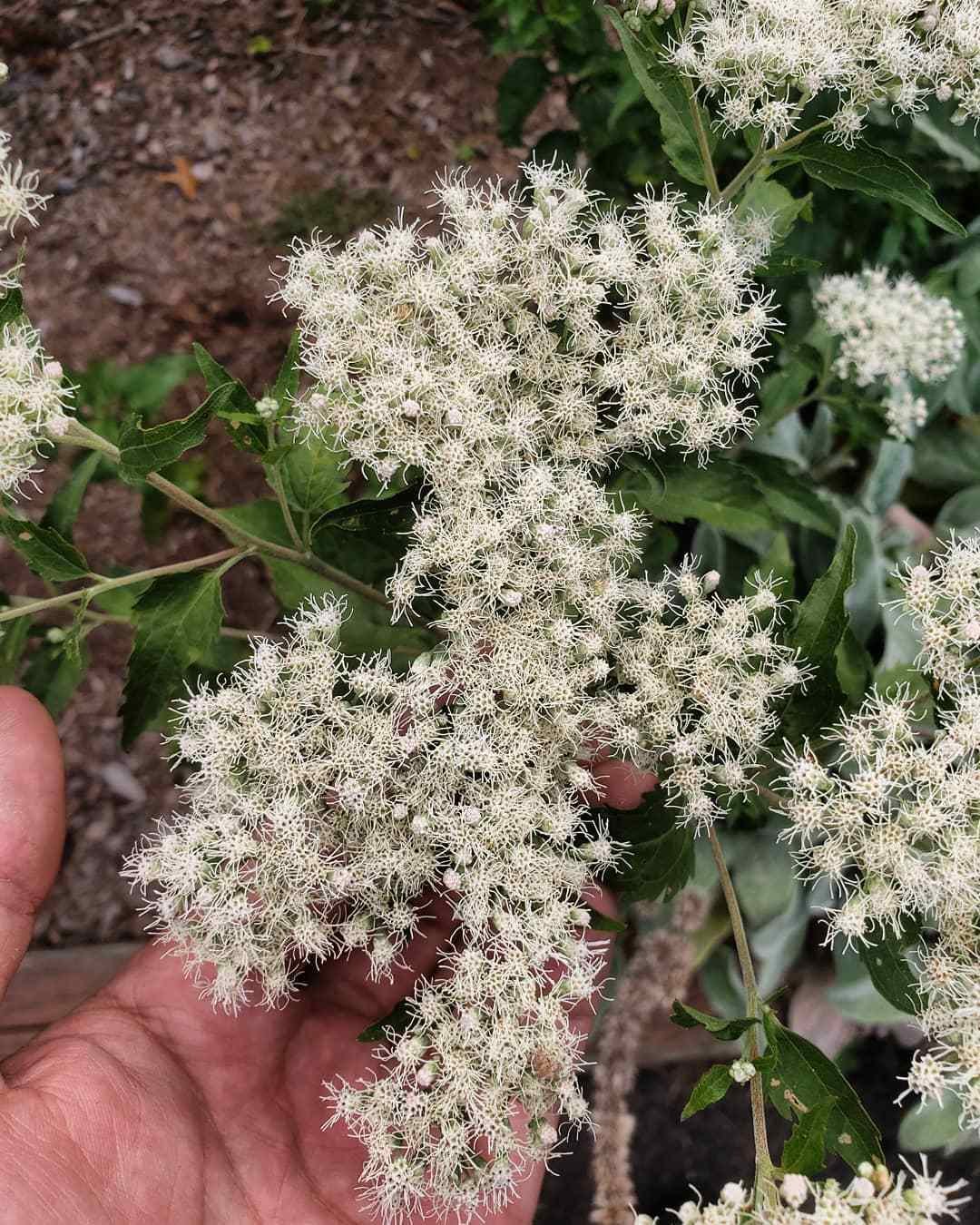 Eupatorium Serotinum (Late-Flowering Thoroughwort)