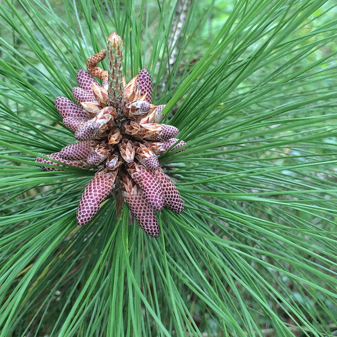 Pinus Occidentalis (Hispaniola Pine)