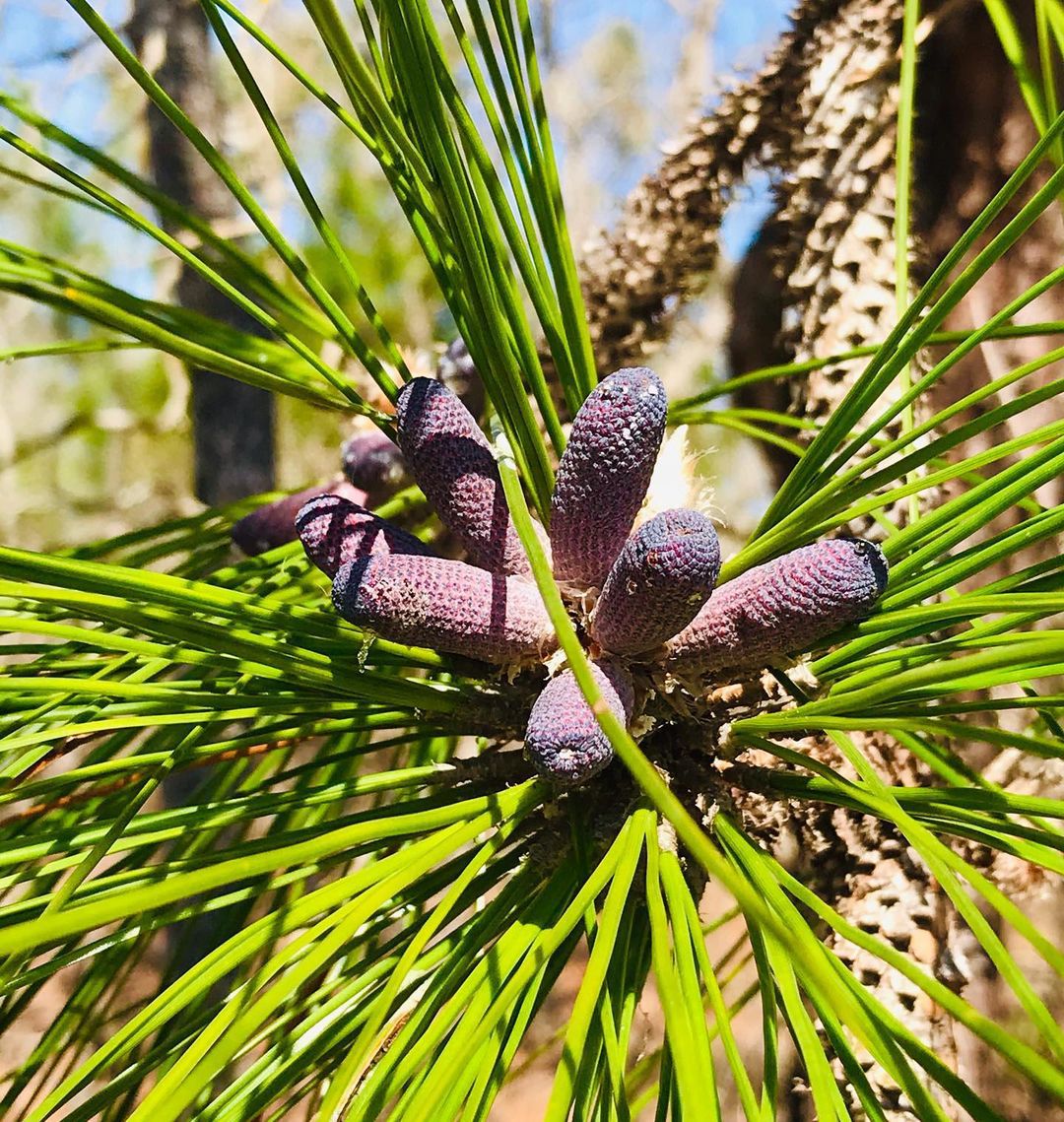 Pinus Palustris (Longleaf Pine)