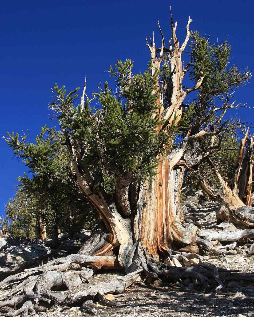 Pinus Longaeva (Great Basin Bristlecone Pine)
