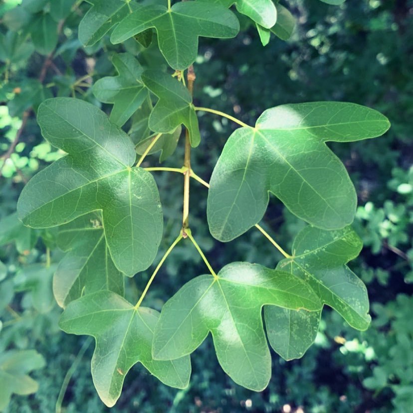 Acer Monspessulanum (Montpellier Maple)