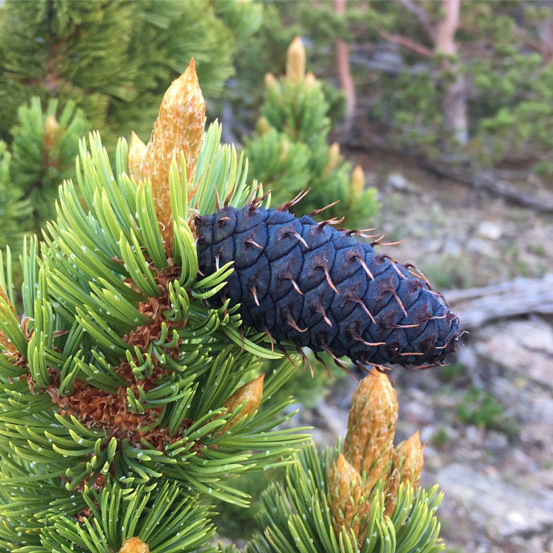 Pinus Aristata (Bristlecone Pine)