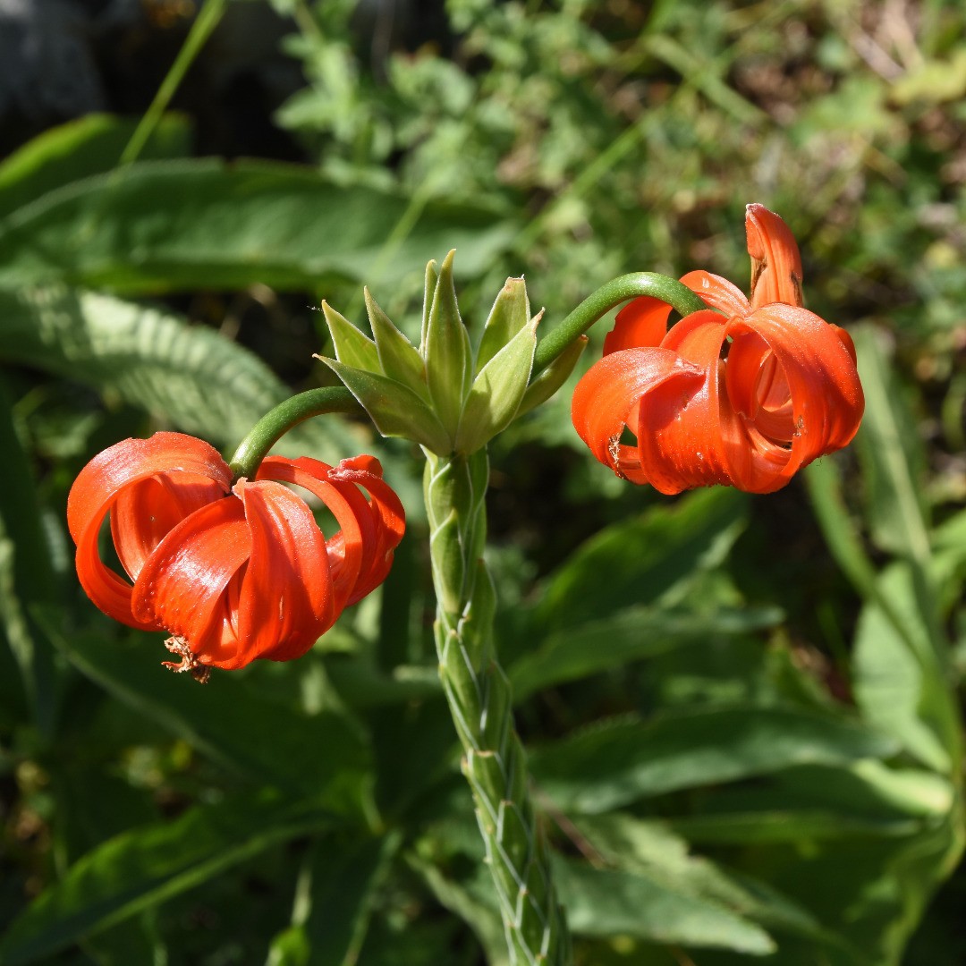 Lilium Chalcedonicum (Scarlet Martagon)
