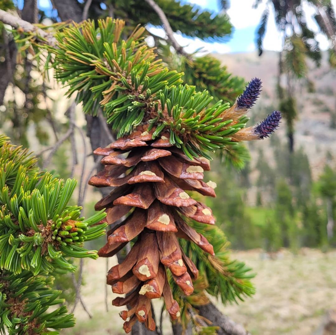 Pinus Balfouriana (Foxtail Pine)