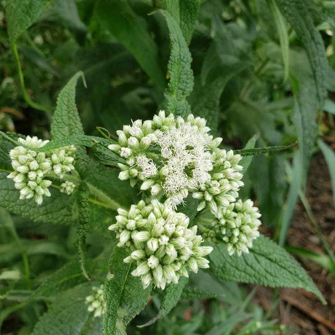 Eupatorium Perfoliatum (Common Boneset)