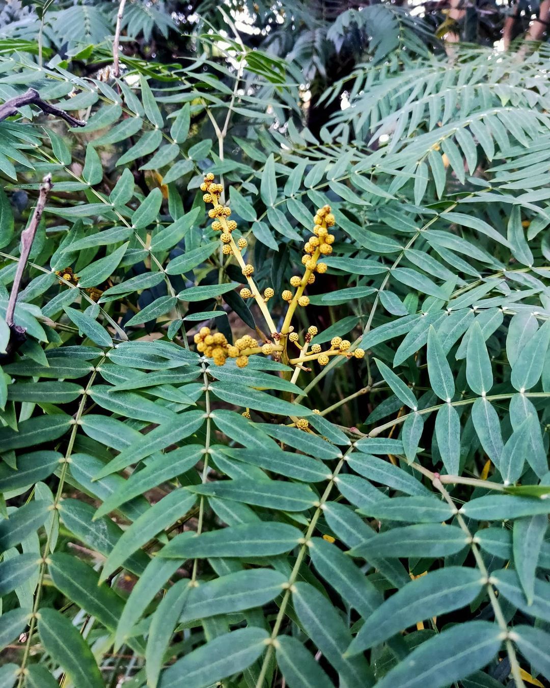 Acacia Elata (River Wattle)