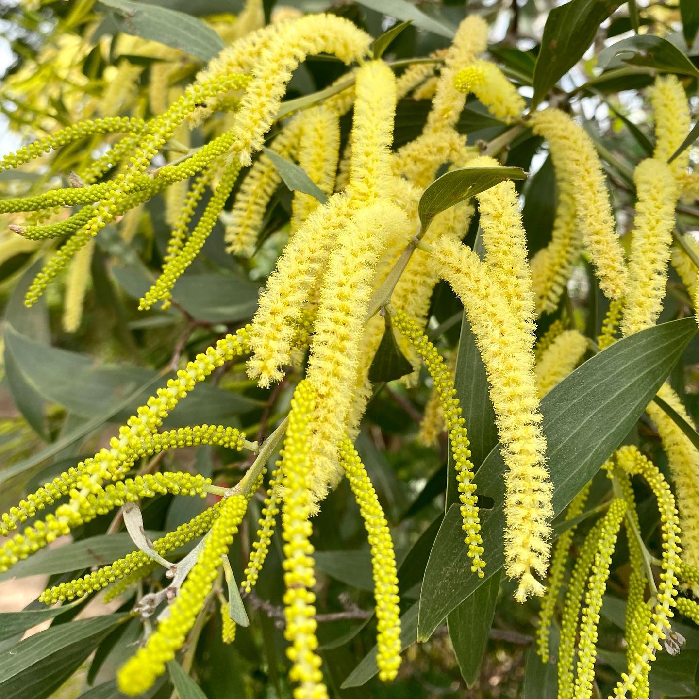 Acacia Auriculiformis (Earpod Wattle)