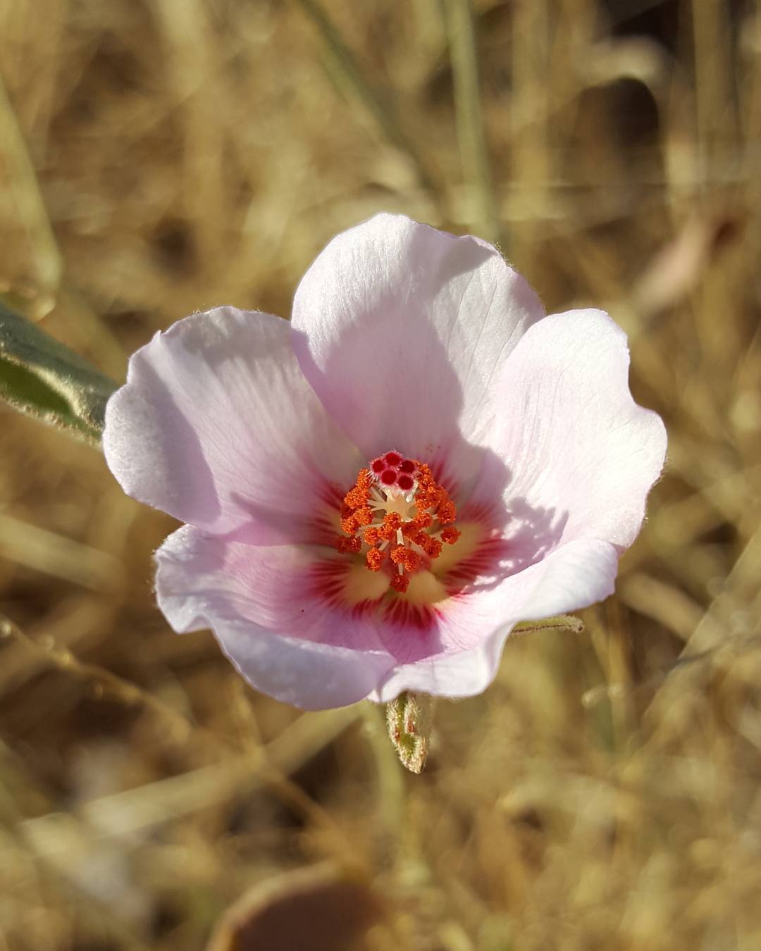 Hibiscus Denudatus (Bare Hibiscus)