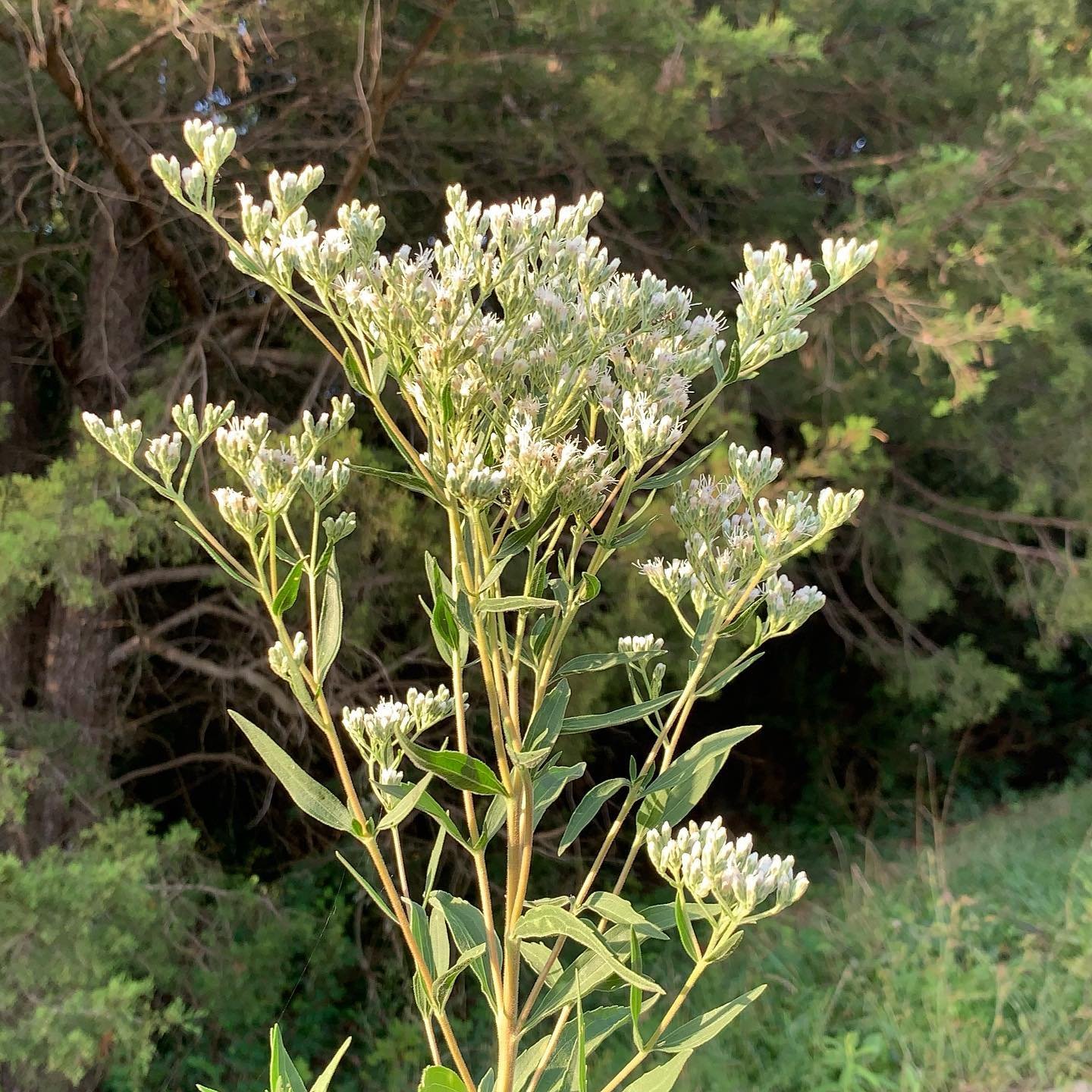 Eupatorium Altissimum (Tall Thoroughwort)