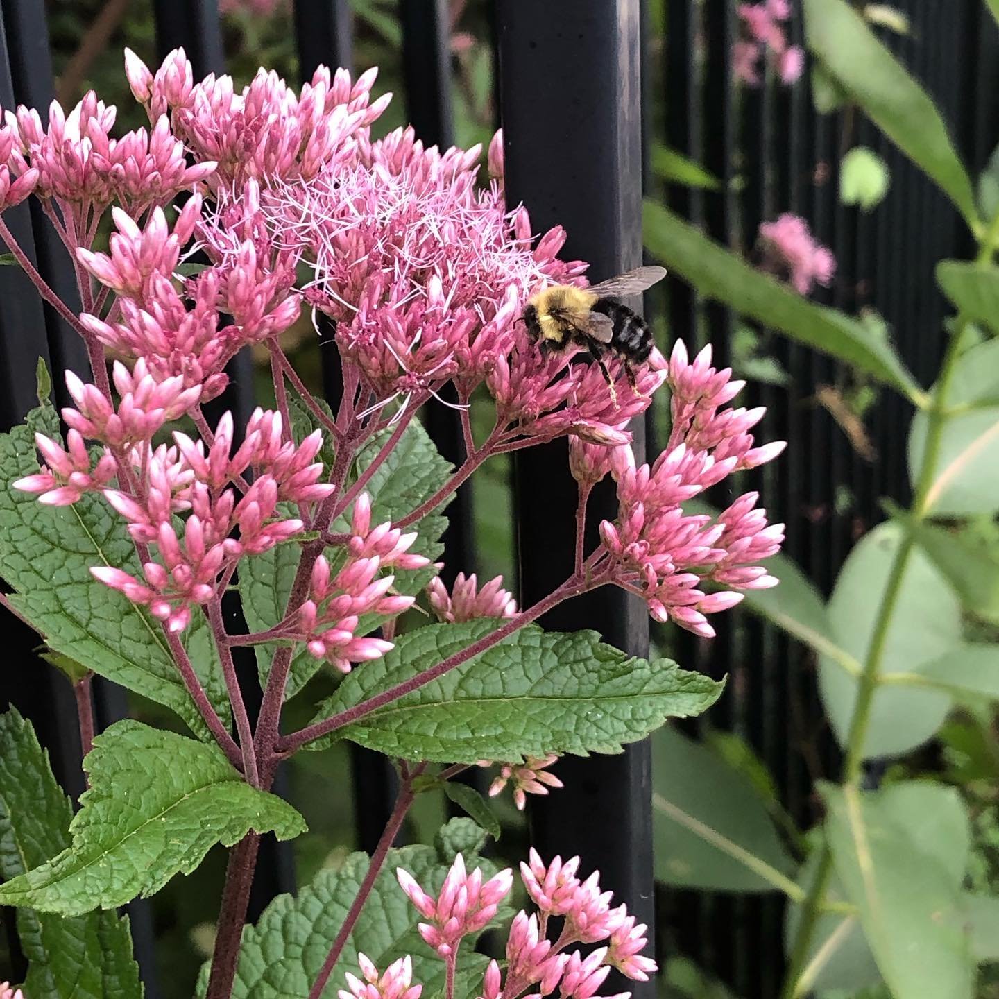 Eupatorium Maculatum (Spotted joe-Pye Weed)