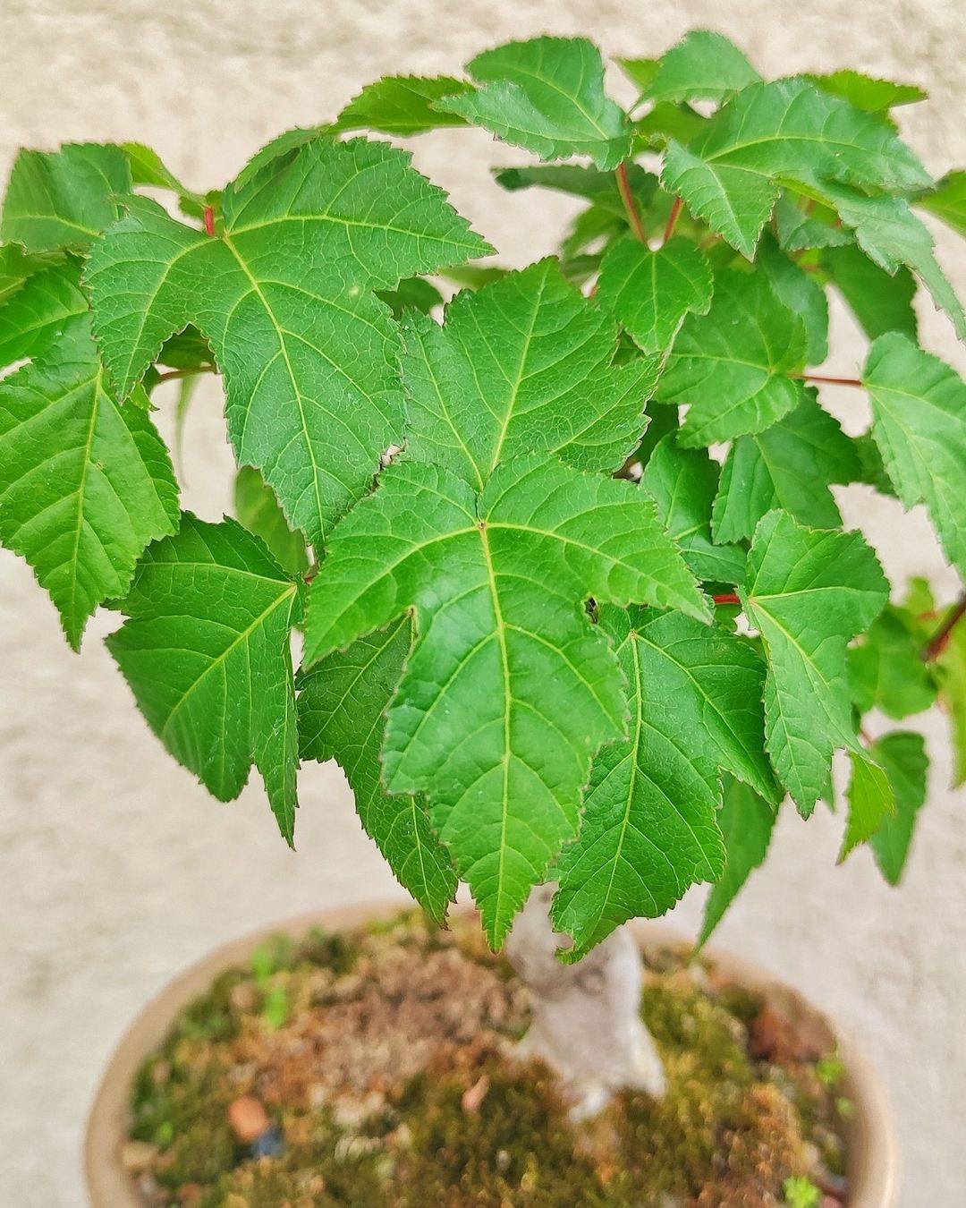 Acer Ginnala (Amur Maple)