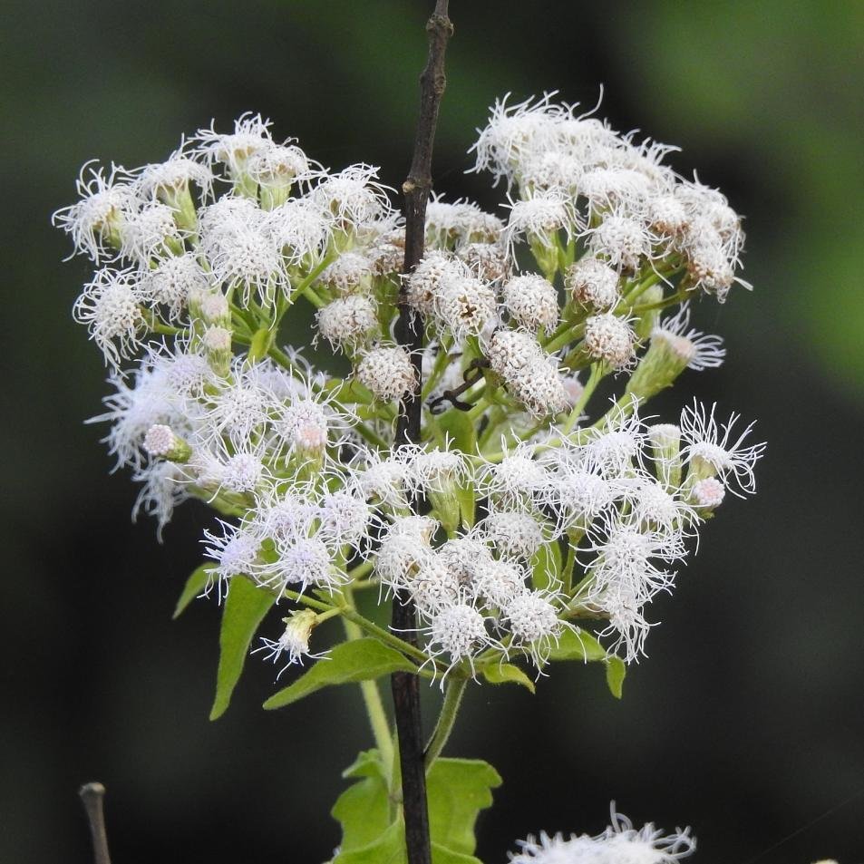 Eupatorium Glaucescens (White Snakeroot)
