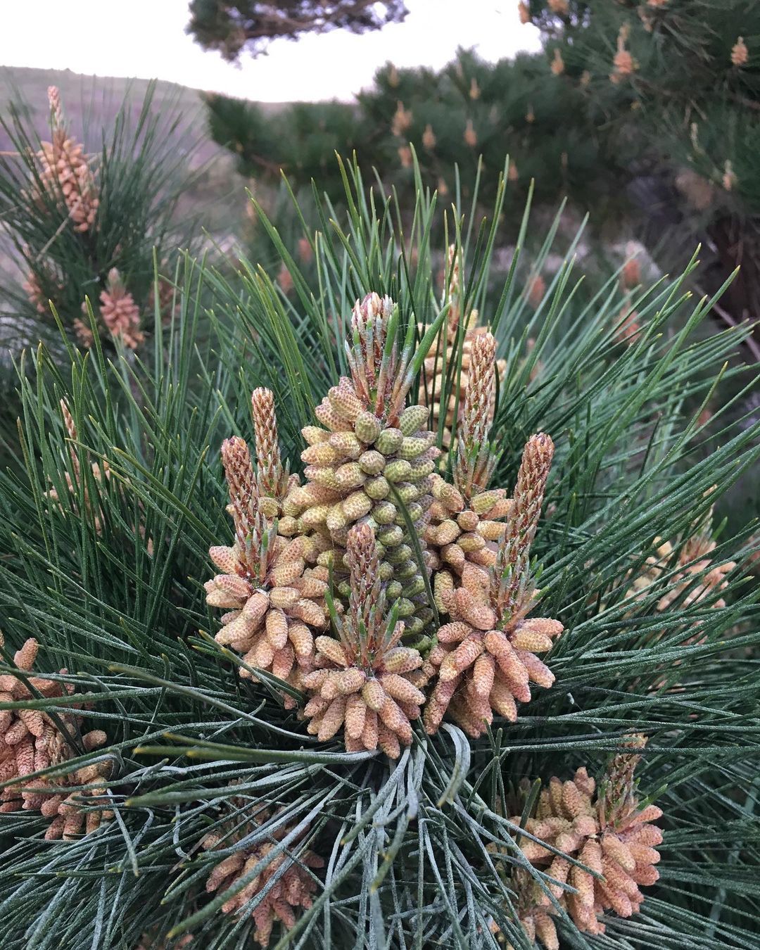 Pinus Muricata (Bishop Pine)