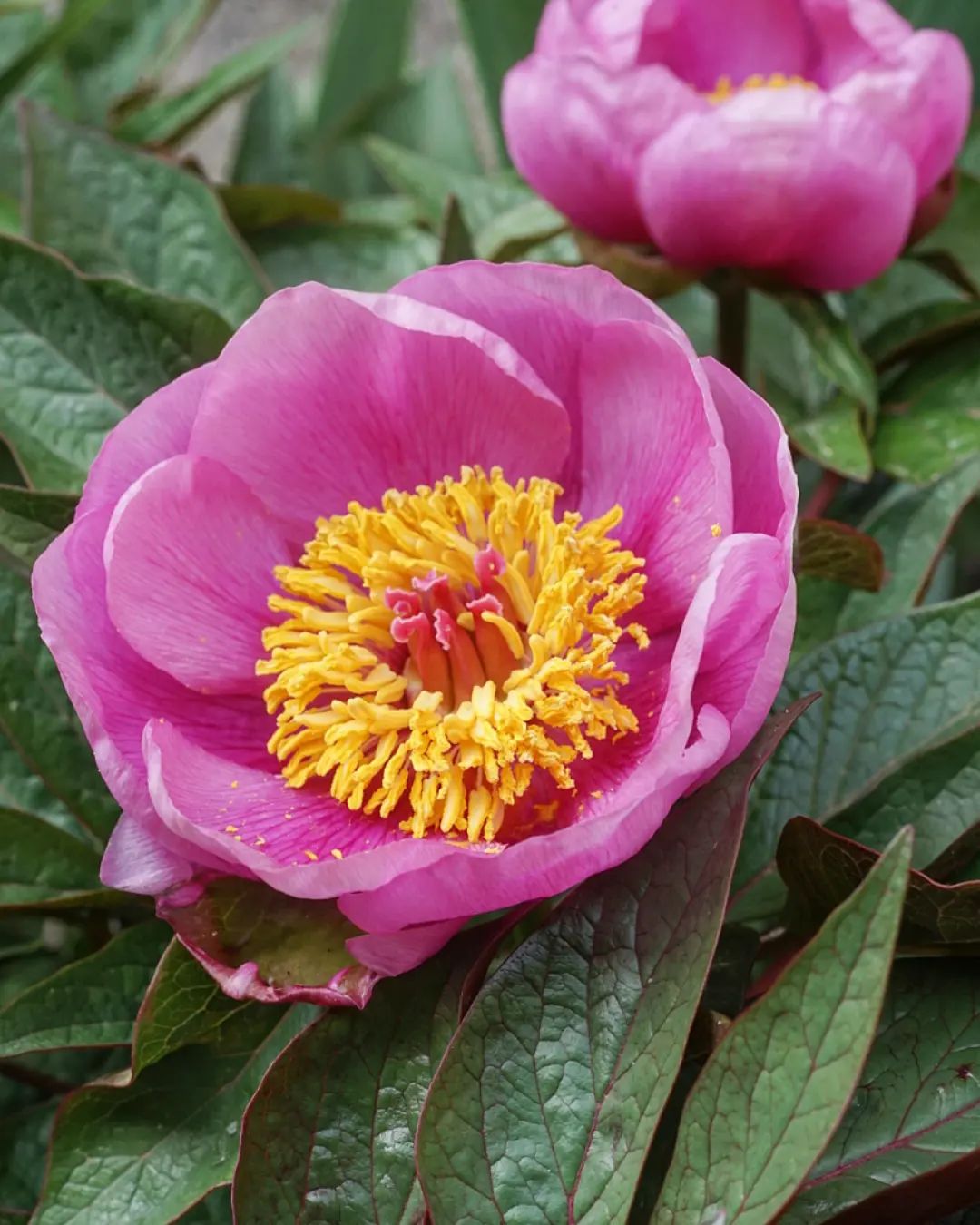 Paeonia Cambessedesii - Cambessedes' Peony
