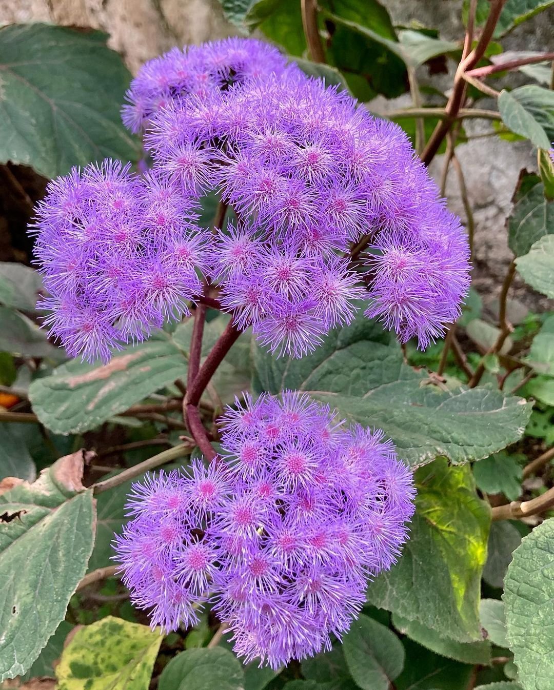 Eupatorium Sordidum (Fuzzy White Eupatorium)