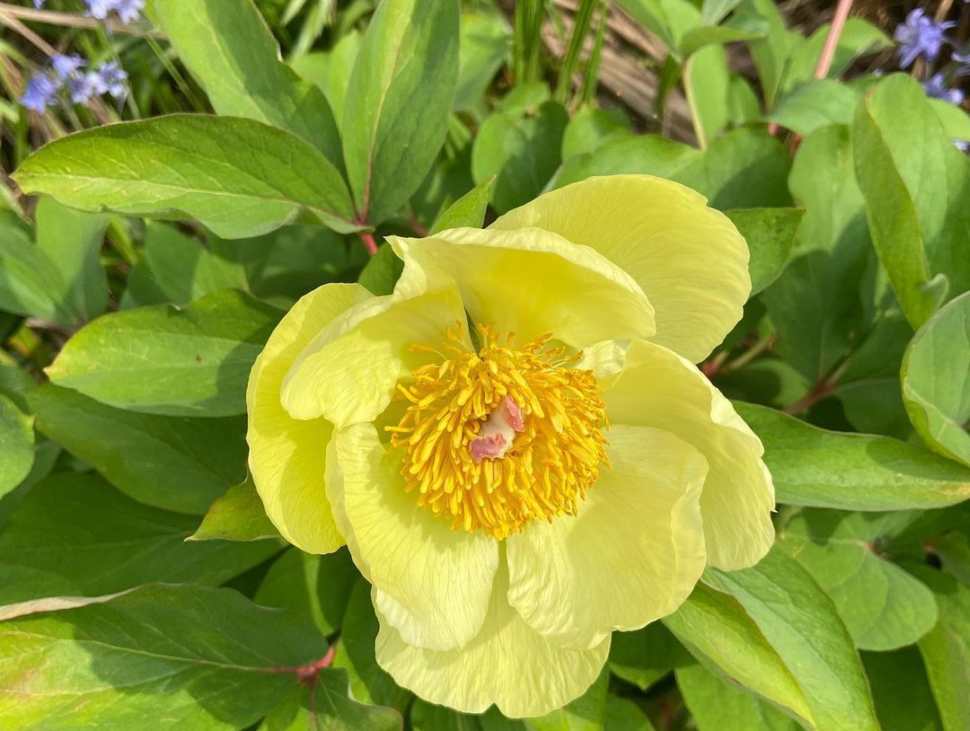 Paeonia Mlokosewitschii - Molly the Witch Peony
