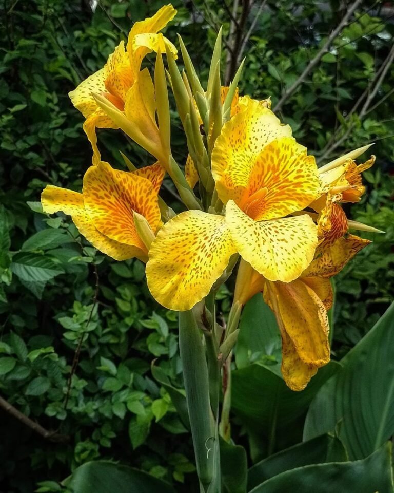 22 Popular Types Of Canna Pictorial Guide