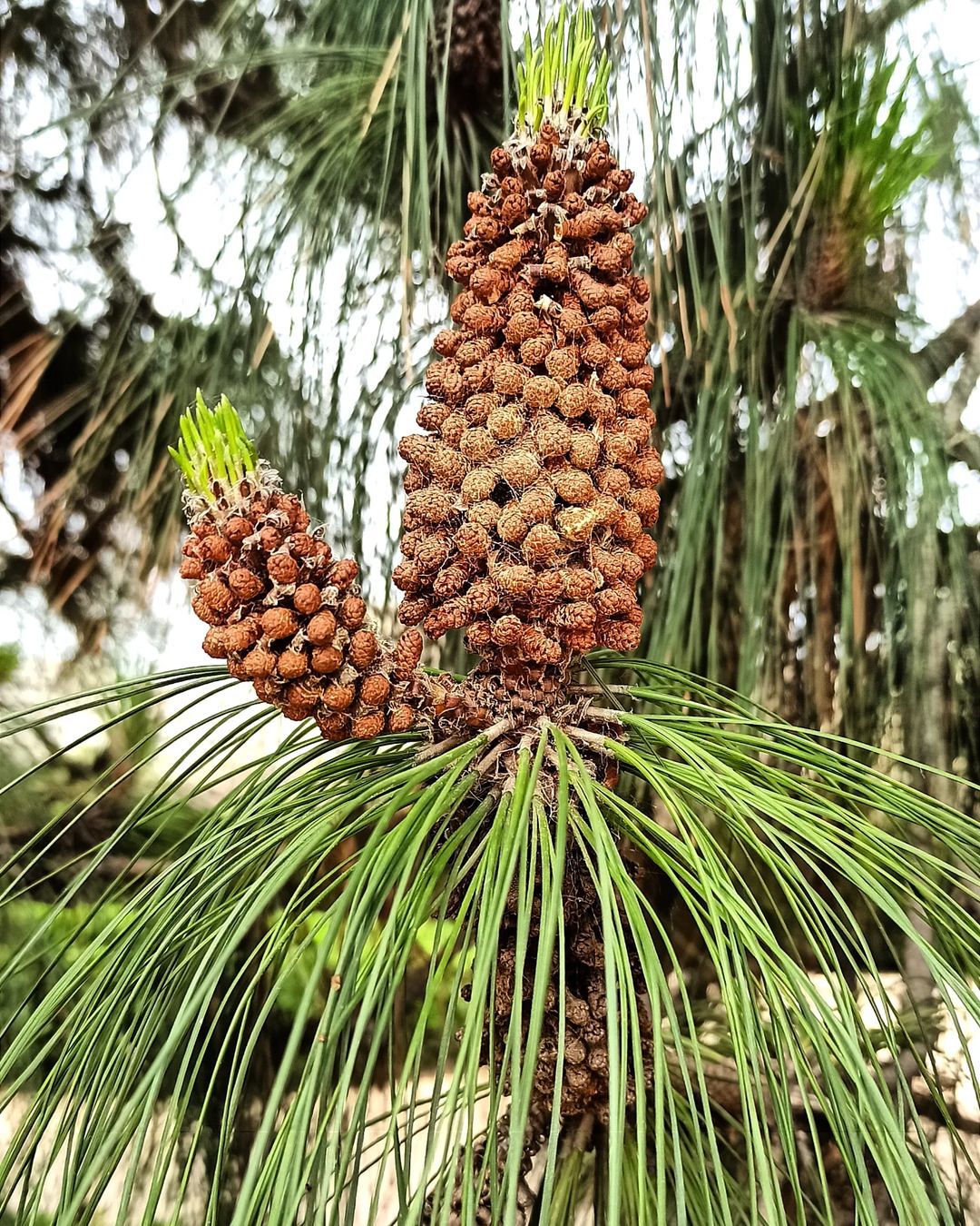 Pinus Canariensis (Canary Island Pine)