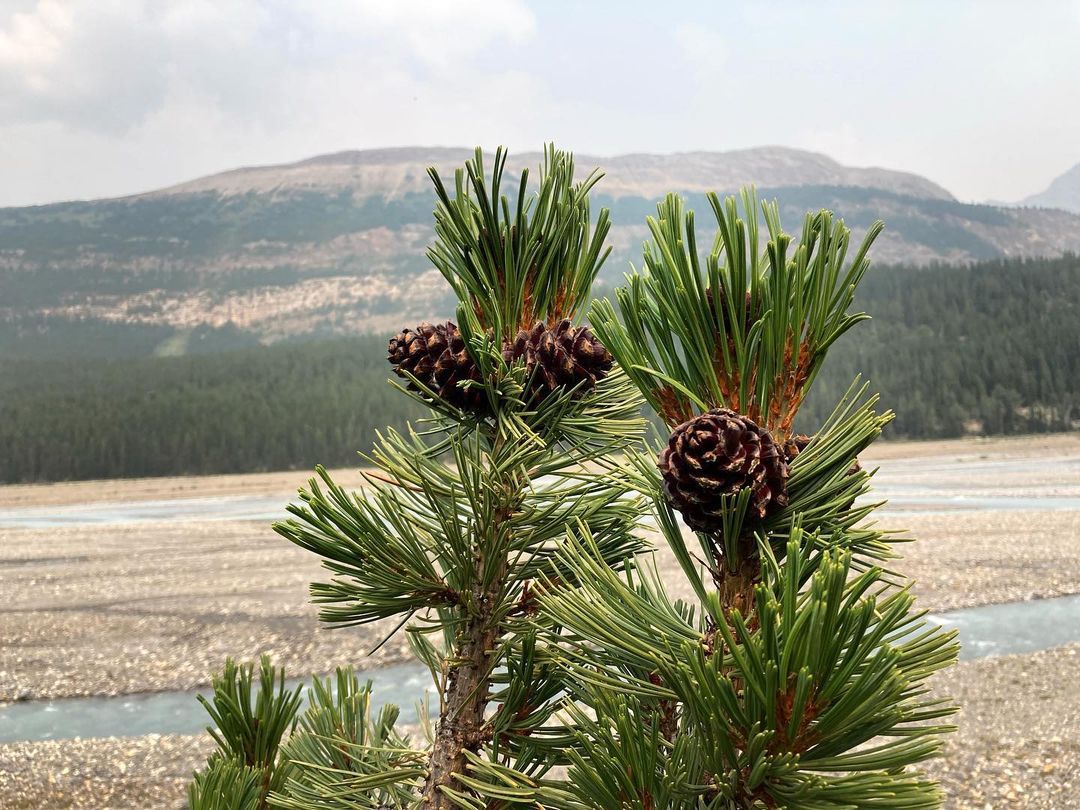 Pinus Albicaulis (Whitebark Pine)