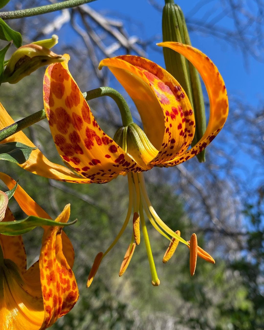 Lilium Humboldtii (Humboldt's Lily)