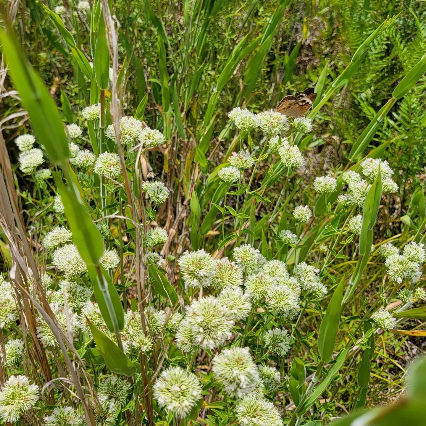 Eupatorium Rotundifolium (Round-Leaved Thoroughwort)