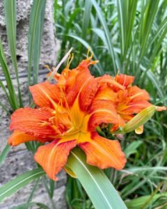 15 Popular Types Of Hemerocallis Pictorial Guide