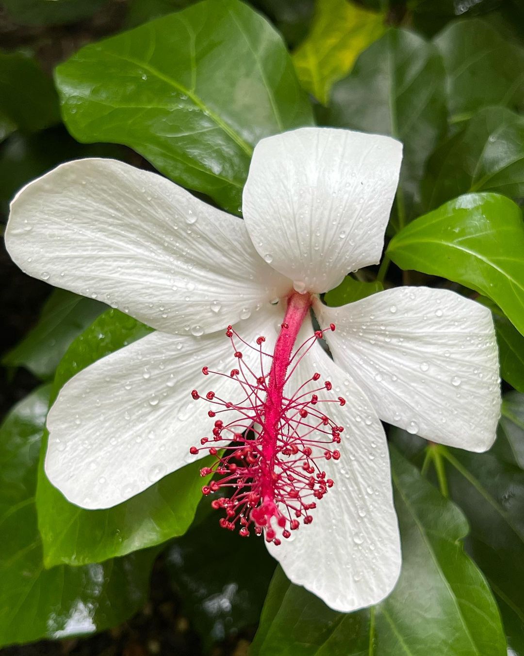Hibiscus Arnottianus (Koki'o ke'oke'o)
