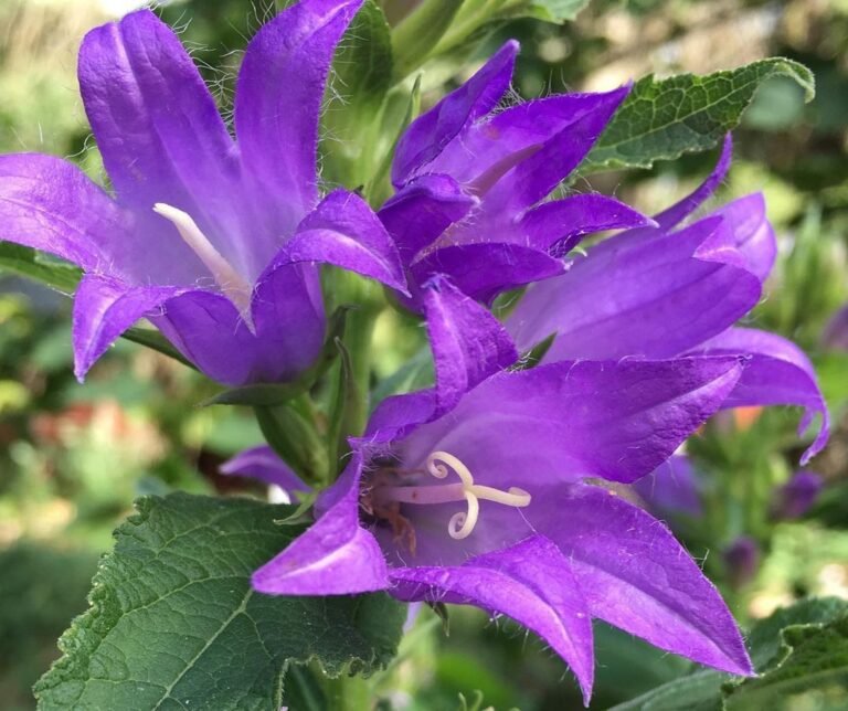 20 Popular Types Of Campanula Pictorial Guide