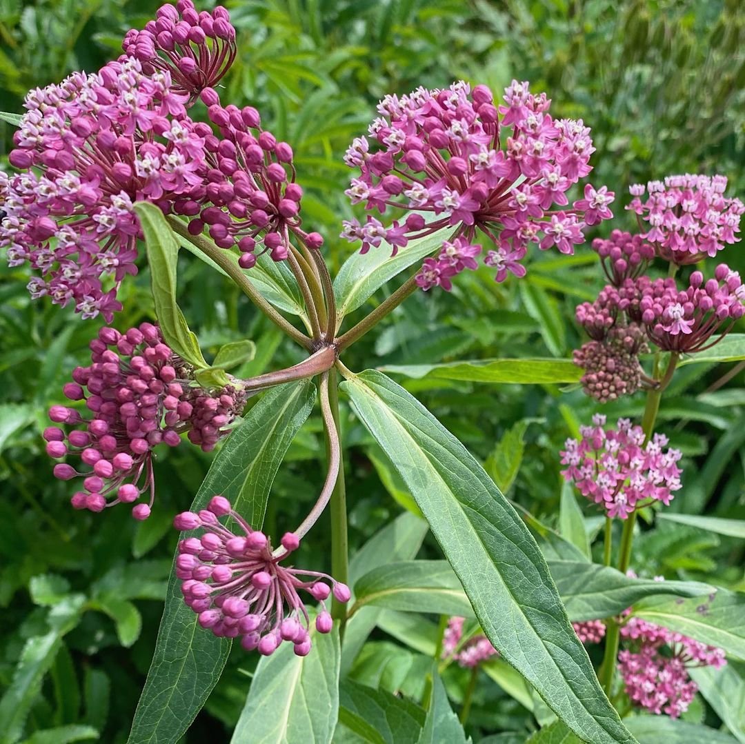 Eupatorium Fistulosum (Joe-Pye Weed)