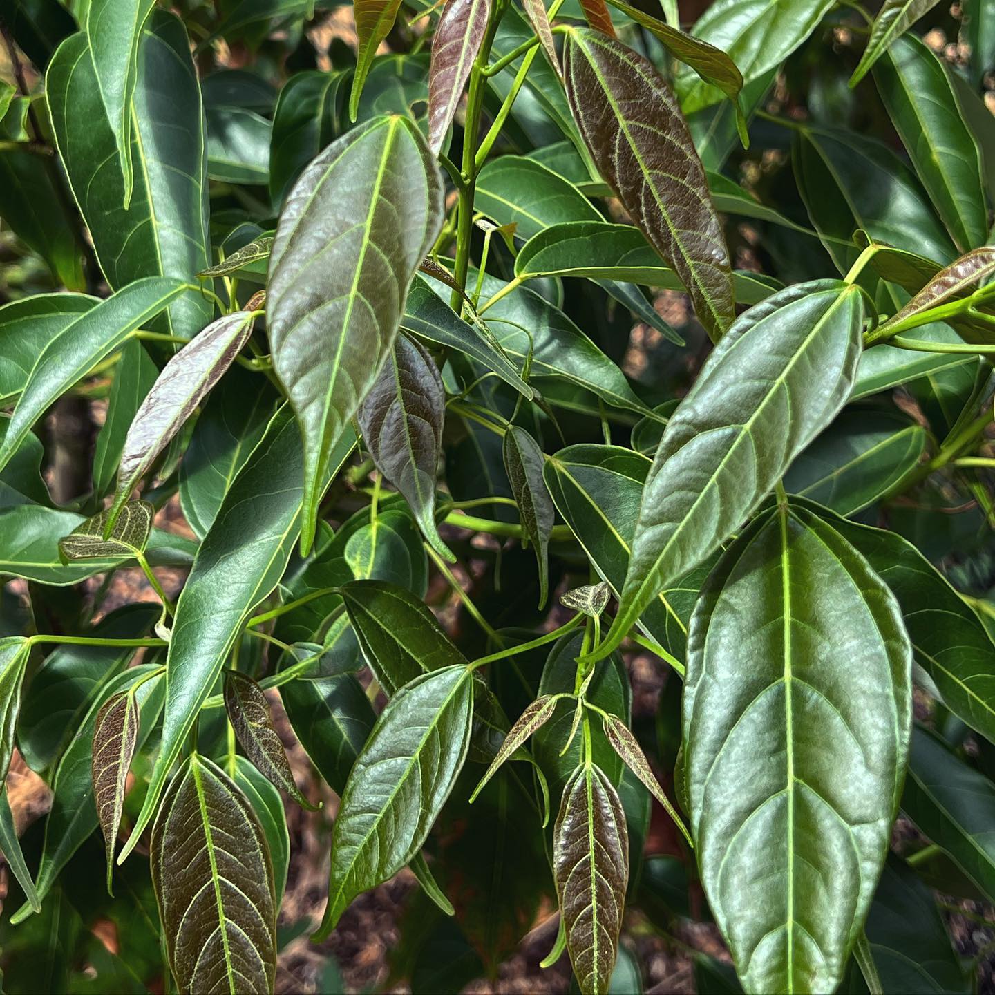 Acer Laurinum (Shanxi Maple)