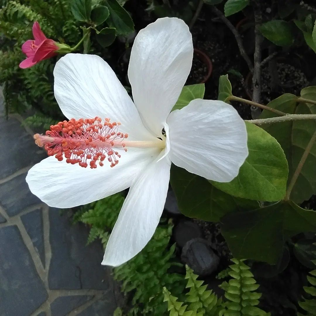 Hibiscus Waimeae (Maui Hibiscus)