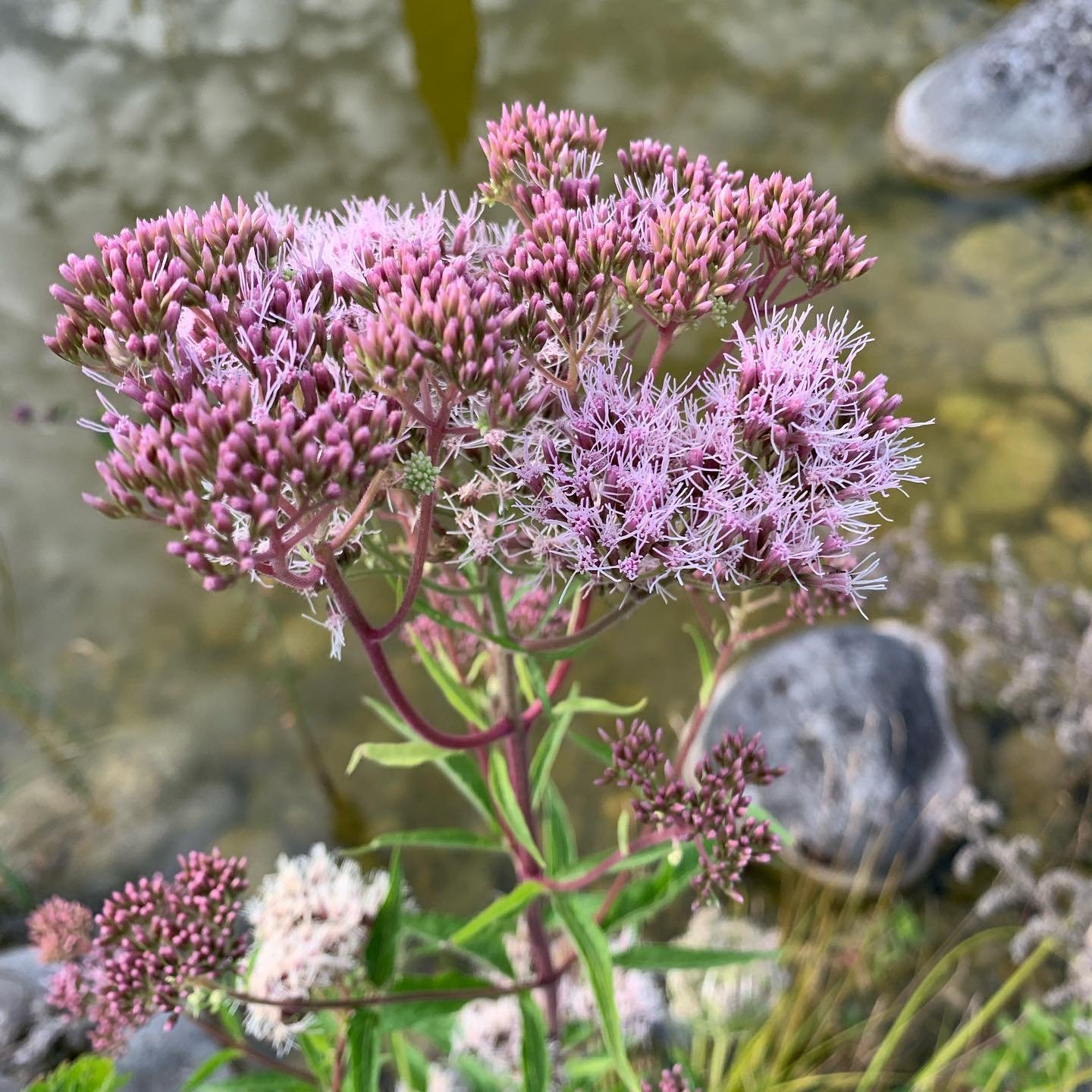 Eupatorium Cannabinum (Hemp Agrimony)