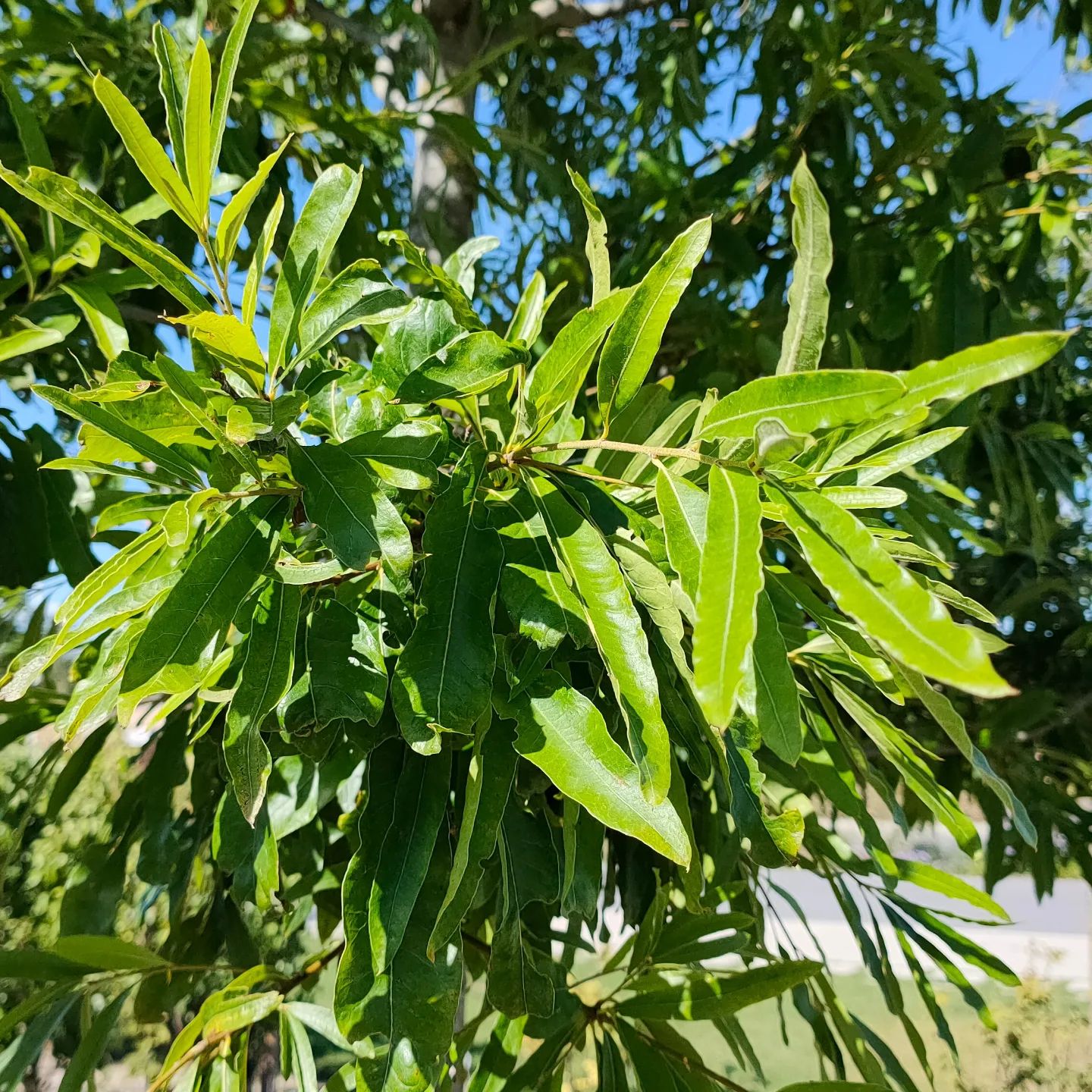 Quercus Phellos (Willow Oak)