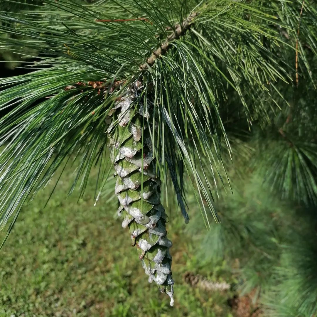 Pinus Ayacahuite (Mexican White Pine)