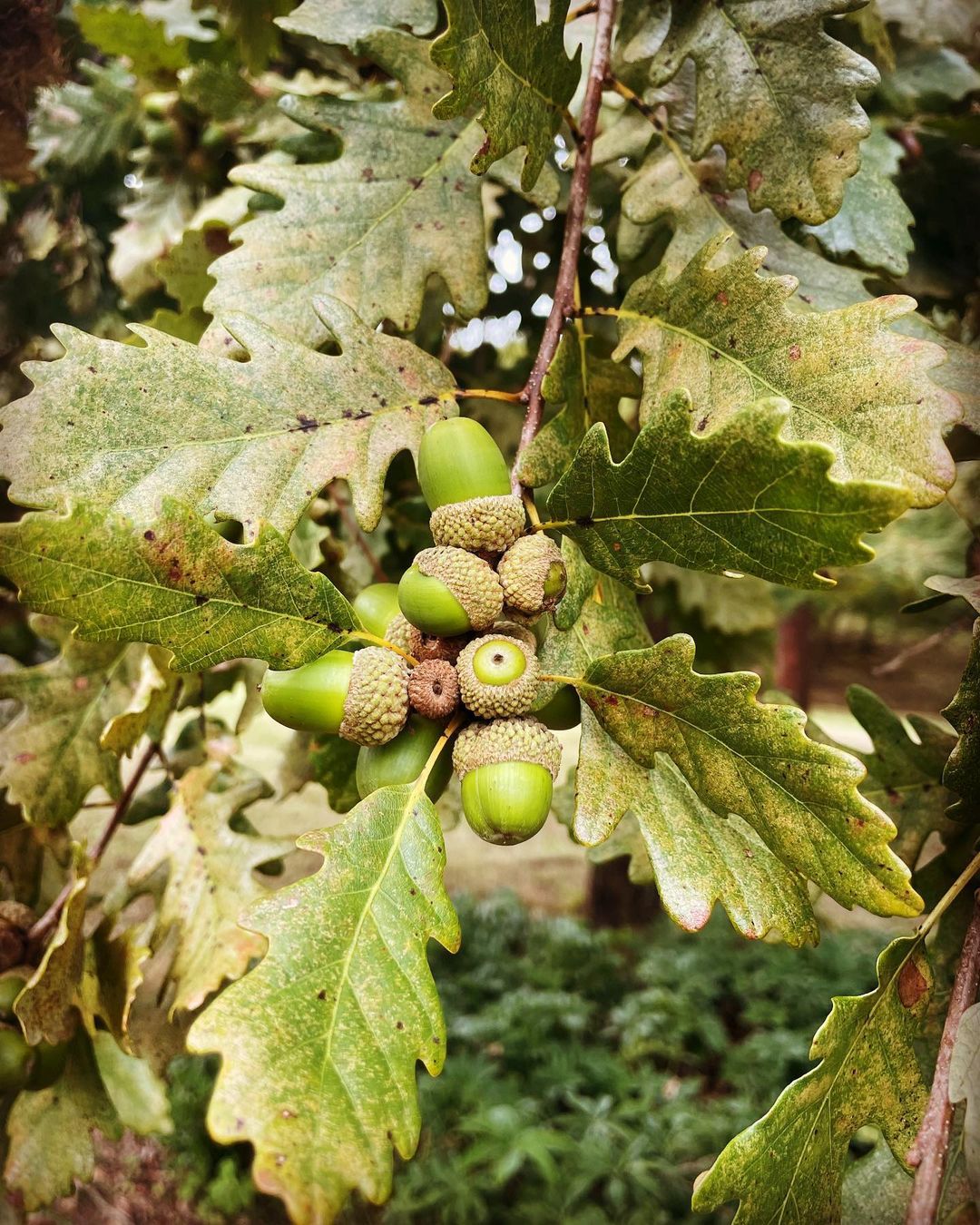 Quercus Petraea (Sessile Oak)