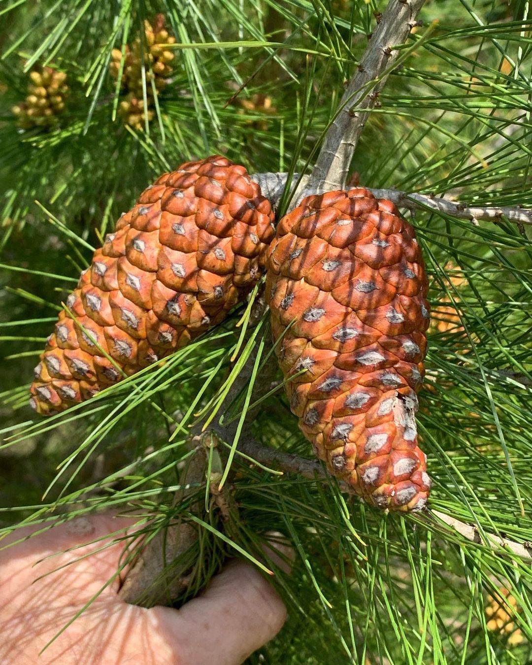 Pinus Brutia (Turkish Pine)