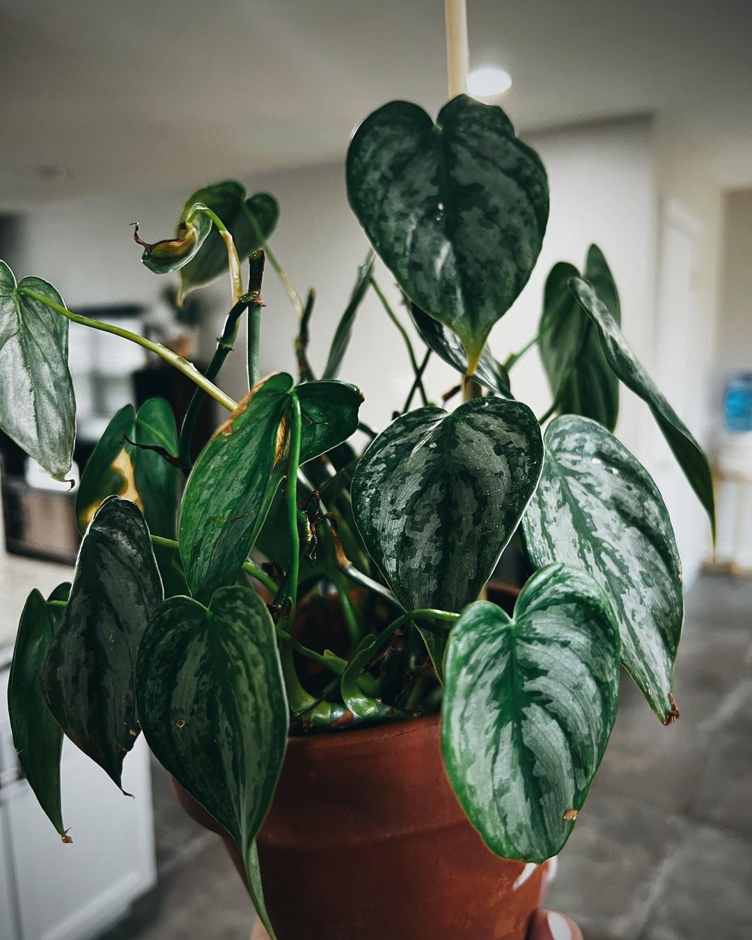 Philodendron: 