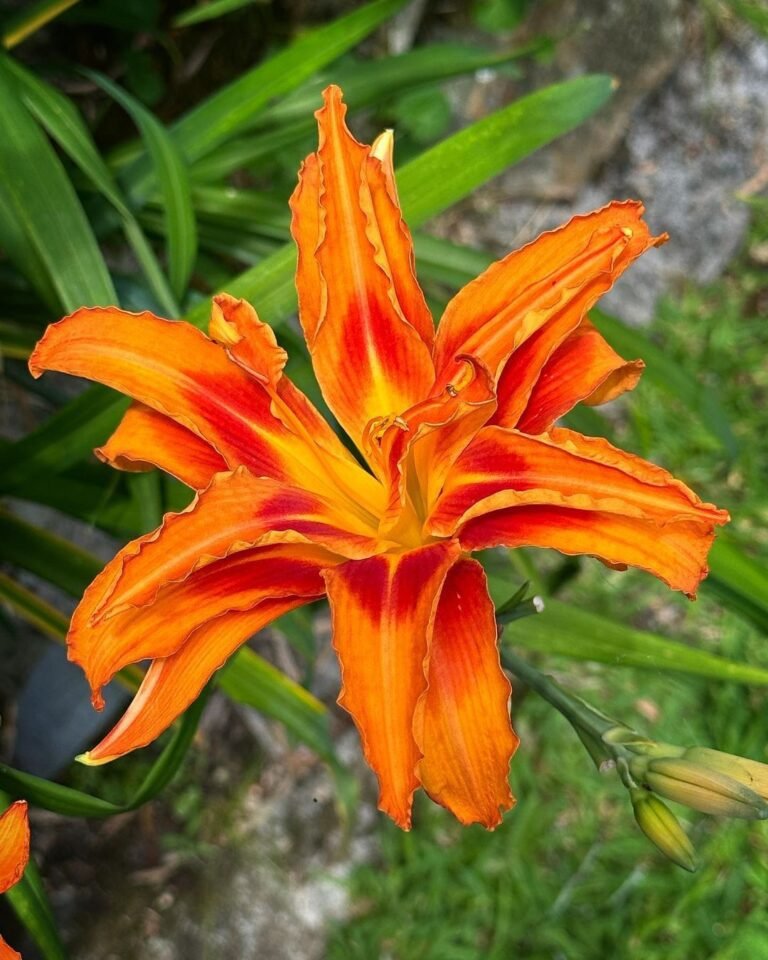 Exploring the Diverse Types of Hemerocallis fulva: Orange, Purple & Red Daylily Varieties
