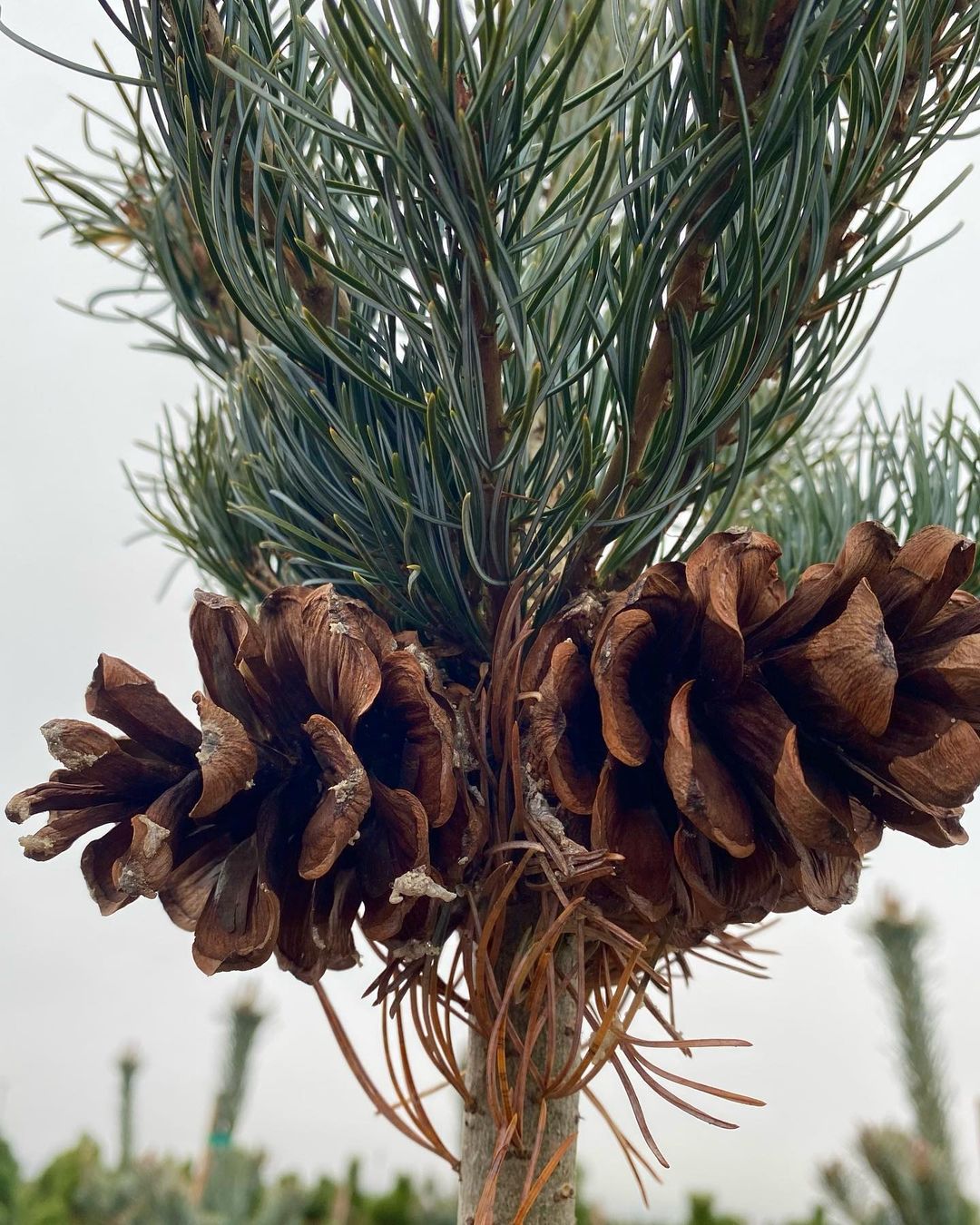 Pinus Parviflora (Japanese White Pine)