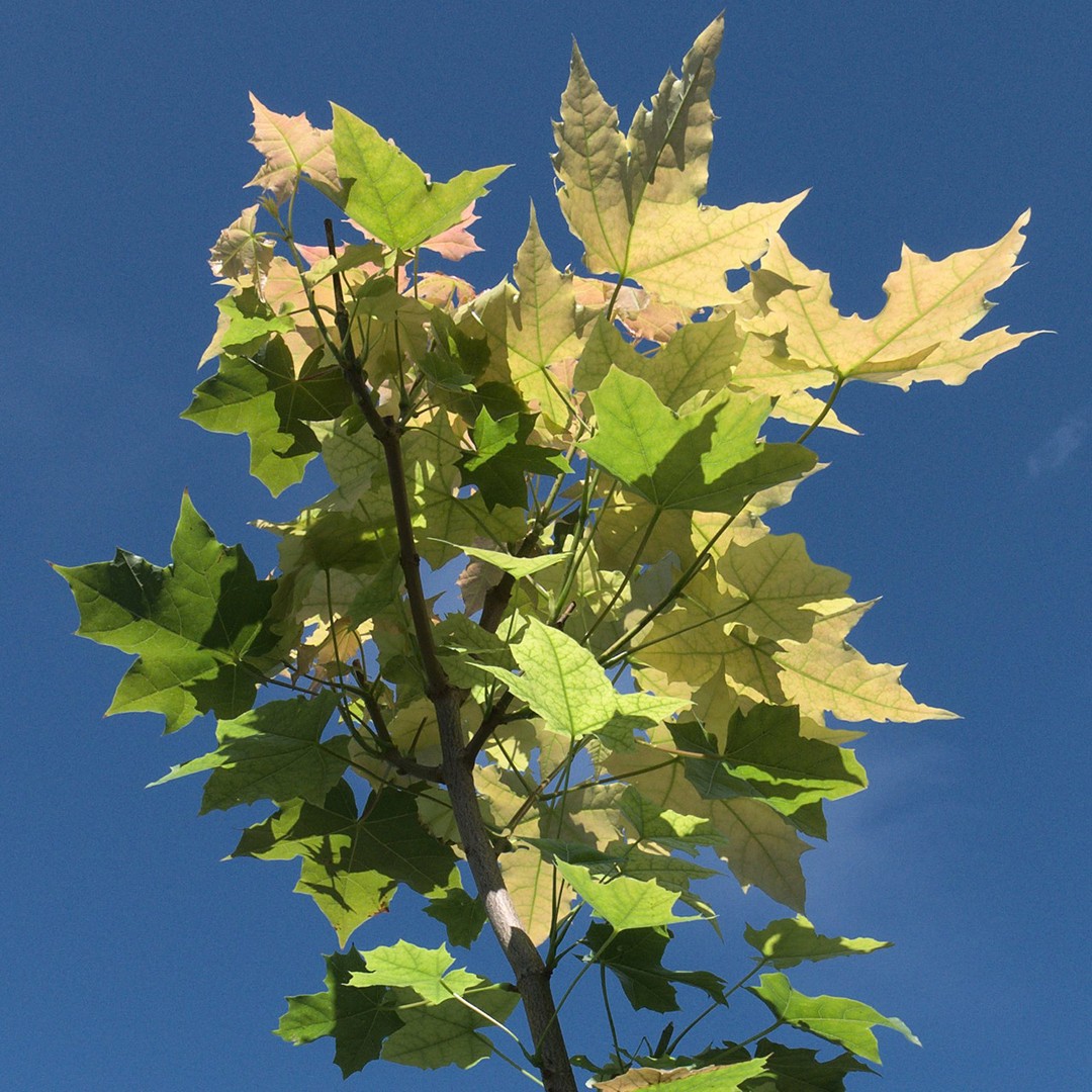 Acer Platanoides (Norway Maple)