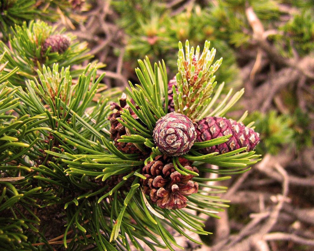 Pinus Mugo (Mugo Pine)